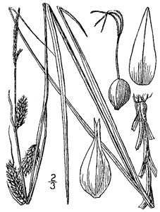 Cherokee Sedge, Bullsedge /
Carex cherokeensis