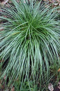 Cherokee Sedge, Bullsedge /
Carex cherokeensis