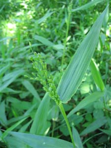 Deer-tongue Grass, Deer-tongue Panic Grass /
Dichanthelium clandestinum (Syn. Panicum clandestinum)
