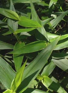 Deer-tongue Grass, Deer-tongue Panic Grass /
Dichanthelium clandestinum (Syn. Panicum clandestinum)
