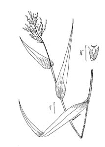 Deer-tongue Grass, Deer-tongue Panic Grass /
Dichanthelium clandestinum (Syn. Panicum clandestinum)