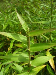 Deer-tongue Grass, Deer-tongue Panic Grass /
Dichanthelium clandestinum (Syn. Panicum clandestinum)