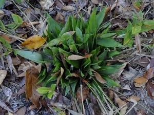 Deer-tongue Grass, Deer-tongue Panic Grass /
Dichanthelium clandestinum (Syn. Panicum clandestinum)