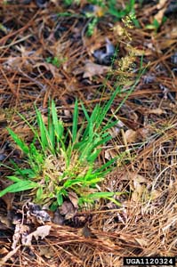 Open-flower Rosettegrass, Soft Tuft
Witchgrass / Dichanthelium laxiflorum