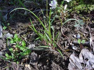 Early Bluegrass /
Poa cuspidata
