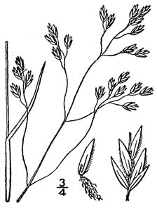 Early Bluegrass /
Poa cuspidata