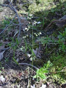 Early Bluegrass /
Poa cuspidata