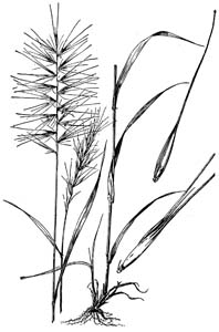 Eastern Bottlebrush Grass /
Elymus hystrix (Syn. Hystrix patula)