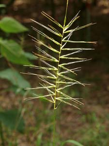 Eastern Bottlebrush Grass /
Elymus hystrix (Syn. Hystrix patula)
