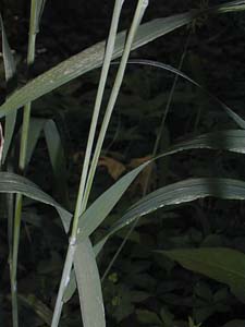Eastern Bottlebrush Grass /
Elymus hystrix (Syn. Hystrix patula)