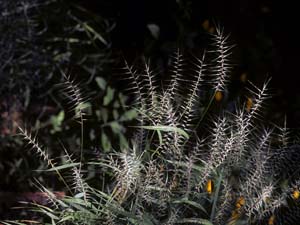 Eastern Bottlebrush Grass /
Elymus hystrix (Syn. Hystrix patula)