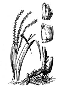 Eastern Gamagrass /
Tripsacum dactyloides