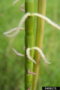 Eastern Gamagrass /
Tripsacum dactyloides
