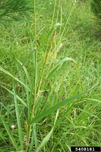 Eastern Gamagrass /
Tripsacum dactyloides