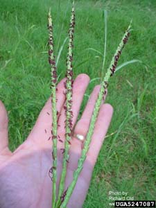 Eastern Gamagrass /
Tripsacum dactyloides