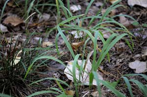 Eastern Bottlebrush Grass /
Elymus hystrix (Syn. Hystrix patula)