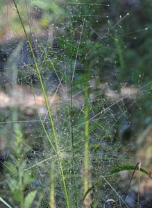 Bigtop Lovegrass, Stout Lovegrass /
Eragrostis hirsuta