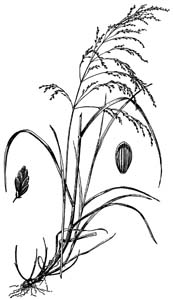 Fowl Mannagrass /
Glyceria striata