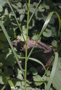 Fowl Mannagrass /
Glyceria striata