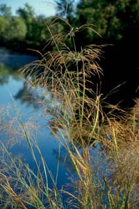 Fowl Mannagrass /
Glyceria striata