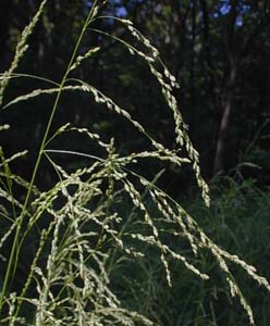 Fowl Mannagrass /
Glyceria striata