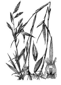 Giant Cane, River Cane, Switch Cane /
Arundinaria gigantea