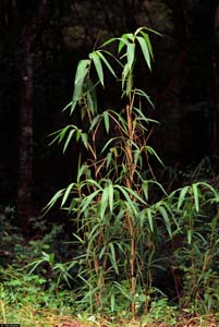 Giant Cane, River Cane, Switch Cane /
Arundinaria gigantea