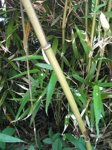 Giant Cane, River Cane, Switch Cane /
Arundinaria gigantea