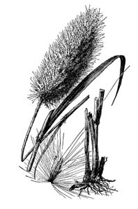 Giant Plumegrass, Sugarcane Plumegrass /
Saccharum giganteum (Syn. Erianthus giganteus)