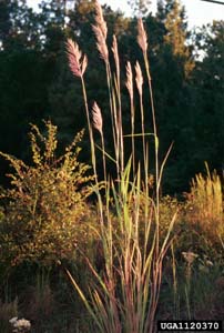 Giant Plumegrass, Sugarcane Plumegrass /
Saccharum giganteum (Syn. Erianthus giganteus)