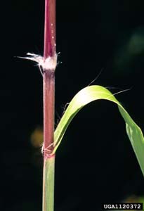Giant Plumegrass, Sugarcane Plumegrass /
Saccharum giganteum (Syn. Erianthus giganteus)