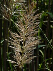 Giant Plumegrass, Sugarcane Plumegrass /
Saccharum giganteum (Syn. Erianthus giganteus)