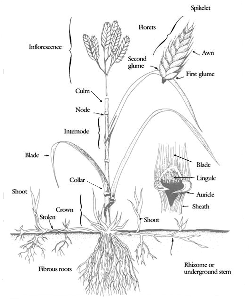 Diagram of grass plant