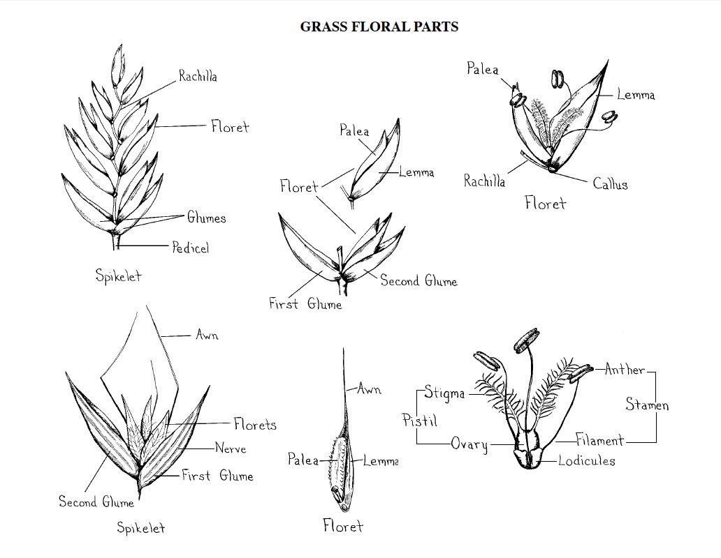 Diagram of floral parts of grass