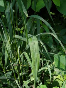 Hairy Woodland Brome, Common Eastern Brome /
Bromus pubescens