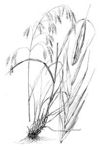 Hairy Woodland Brome, Common Eastern Brome /
Bromus pubescens
