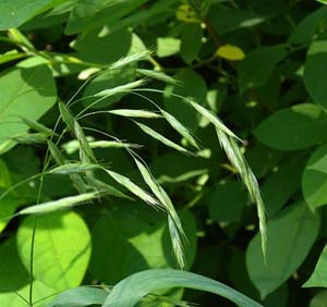 Hairy Woodland Brome, Common Eastern Brome /
Bromus pubescens