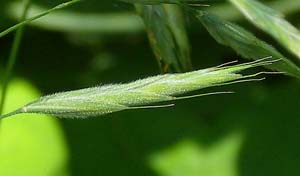 Hairy Woodland Brome, Common Eastern Brome /
Bromus pubescens