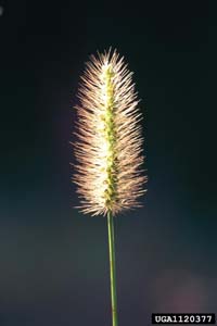 Knotroot Bristlegrass, Knotroot Foxtail /
Setaria parviflora (Syn. Setaria geniculata)