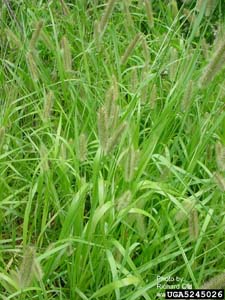 Knotroot Bristlegrass, Knotroot Foxtail /
Setaria parviflora (Syn. Setaria geniculata)