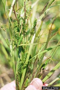 Limestone Meadow Sedge /
Carex granularis