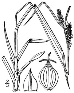 Limestone Meadow Sedge /
Carex granularis