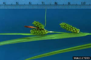 Limestone Meadow Sedge /
Carex granularis