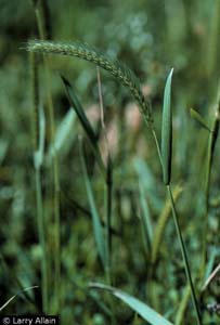 Little Barley /
Hordeum pussillum
