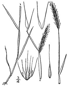 Little Barley /
Hordeum pussillum