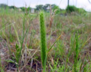 Little Barley /
Hordeum pussillum