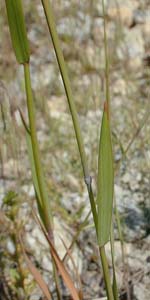 Little Barley /
Hordeum pussillum