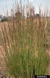 Little Bluestem, Bunchgrass /
Schizachyrium scoparium
(Syn. Andropogon scoparium)
