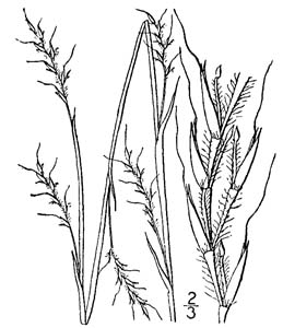 Little Bluestem, Bunchgrass /
Schizachyrium scoparium
(Syn. Andropogon scoparium)