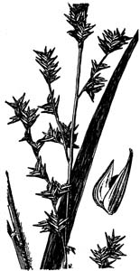 Longleaf Woodoats /
Chasmanthium sessiliflorum (Syn. Uniola sessiliflora)